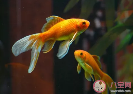 螞蟻莊園題目：金魚的記憶真的只有7秒嗎 支付寶螞蟻莊園9月12日答案