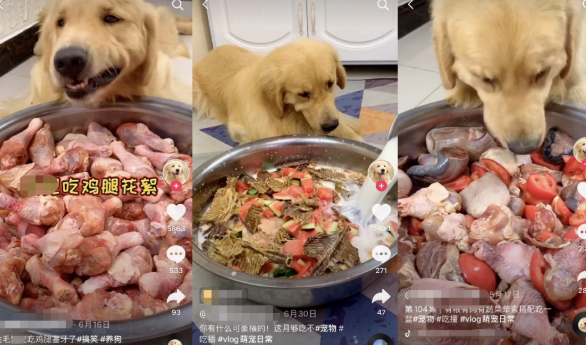 寵物博主讓狗當(dāng)大胃王怎么回事 寵物吃播亂象是怎樣的