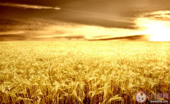 秋天肺部最怕什么 秋天應該如何保養肺部2020