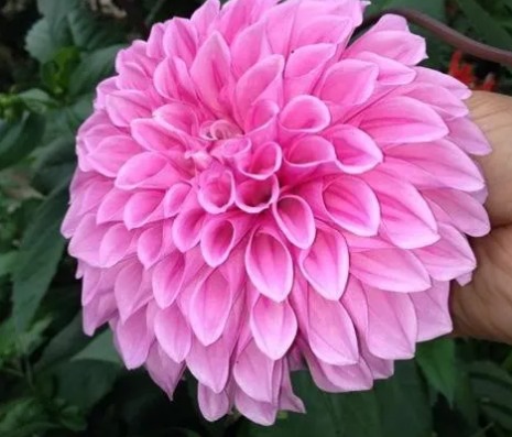 目前我國使用的結婚證件上面的花是什么花 今日9月16日螞蟻莊園正確答案最新 目前我國使用的結婚證件上面的花是什么花 今日9月16日螞蟻莊園正確答案最新