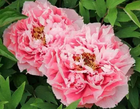 目前我國使用的結婚證件上面的花是什么花 今日9月16日螞蟻莊園正確答案最新 目前我國使用的結婚證件上面的花是什么花 今日9月16日螞蟻莊園正確答案最新