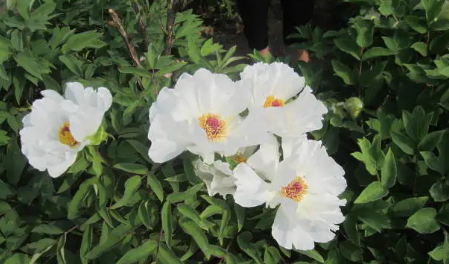 目前我國使用的結婚證件上面的花是什么花 今日9月16日螞蟻莊園正確答案最新 目前我國使用的結婚證件上面的花是什么花 今日9月16日螞蟻莊園正確答案最新