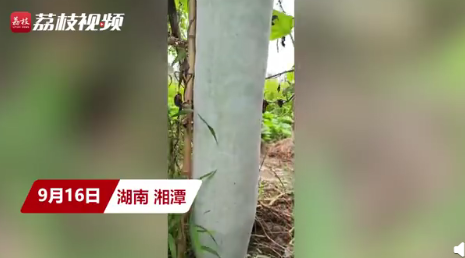 農戶1.5米的冬瓜是怎么種出來的 1.5米冬瓜是怎樣的