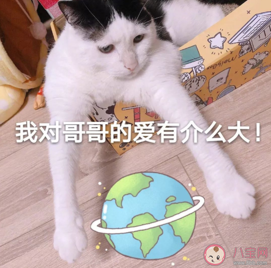 追星女孩有哪些分類 追星女孩等級分類表