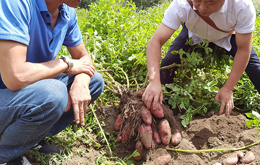 可生吃的土豆是怎樣的 可生吃土豆有營養嗎 可生吃的土豆是怎樣的 可生吃土豆有營養嗎