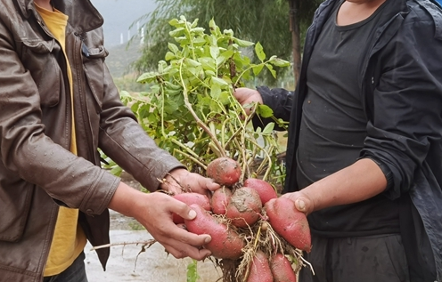 可生吃的土豆是怎樣的 可生吃土豆有營養嗎