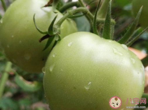 沒成熟的青西紅柿能吃嗎 最新螞蟻莊園9月19日答案 沒成熟的青西紅柿能吃嗎 最新螞蟻莊園9月19日答案