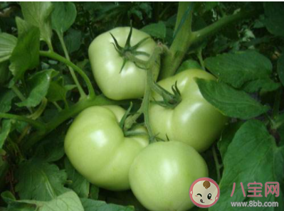 沒成熟的青西紅柿能吃嗎 最新螞蟻莊園9月19日答案 沒成熟的青西紅柿能吃嗎 最新螞蟻莊園9月19日答案