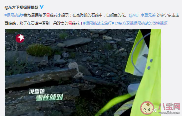 水母雪兔子是國(guó)家二級(jí)珍稀植物嗎 極限挑戰(zhàn)水母雪兔子是道具嗎