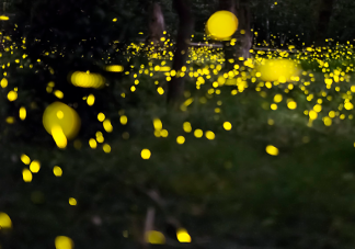 螢火蟲在發光的同時也在發熱嗎 螞蟻莊園9月21問題今日答案最新