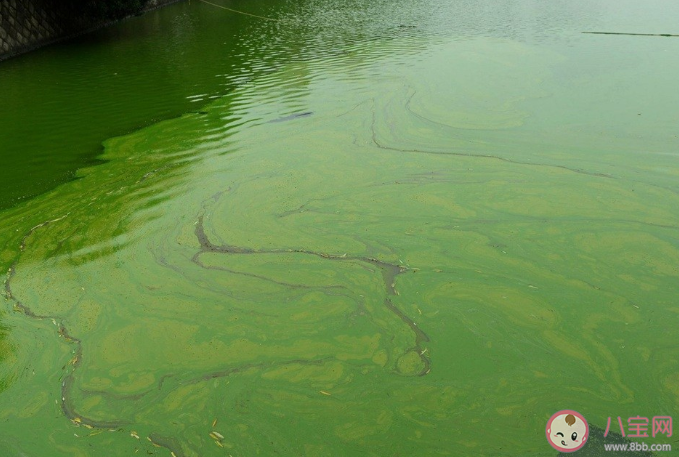 藍藻細菌導致數百頭大象死亡是怎么回事 藍藻細菌為什么導致大象死亡 藍藻細菌導致數百頭大象死亡是怎么回事 藍藻細菌為什么導致大象死亡