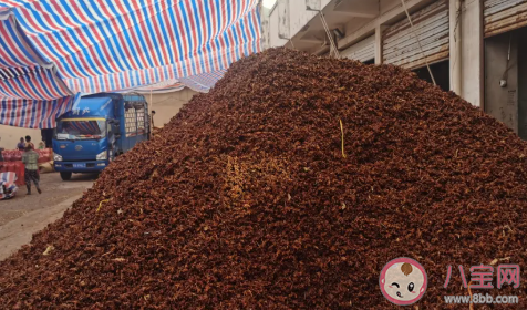 硫磺八角二氧化硫超原國標16倍怎么回事 硫磺八角有哪些危害 硫磺八角二氧化硫超原國標16倍怎么回事 硫磺八角有哪些危害