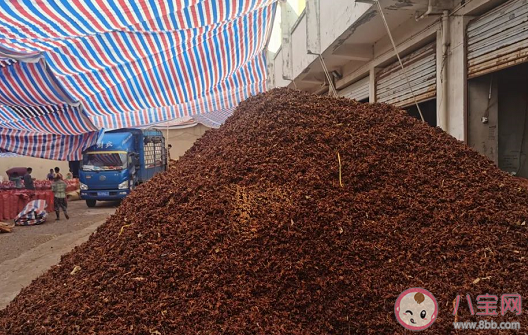 硫磺八角二氧化硫超原國標(biāo)16倍什么情況 怎么分辨有硫磺的八角 