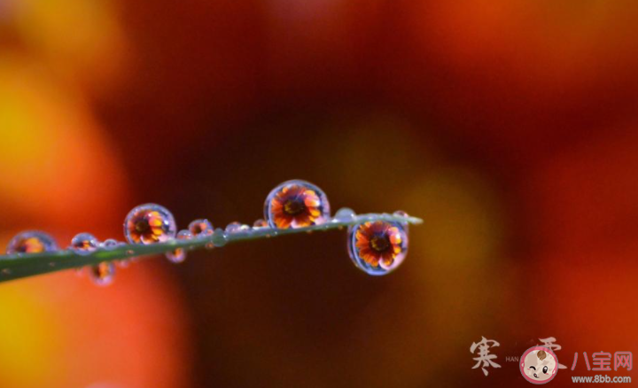 2020寒露節(jié)氣早安問候語圖片發(fā)朋友圈 2020寒露節(jié)氣早安心語帶字圖片說說 2020寒露節(jié)氣早安問候語圖片發(fā)朋友圈 2020寒露節(jié)氣早安心語帶字圖片說說