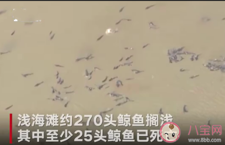 澳大利亞海灘數(shù)百頭鯨魚(yú)集體擱淺原因是什么 為什么鯨魚(yú)會(huì)集體擱淺 澳大利亞海灘數(shù)百頭鯨魚(yú)集體擱淺原因是什么 為什么鯨魚(yú)會(huì)集體擱淺