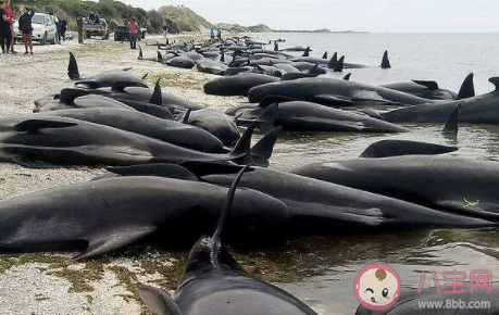 澳大利亞海灘數(shù)百頭鯨魚(yú)集體擱淺原因是什么 為什么鯨魚(yú)會(huì)集體擱淺 澳大利亞海灘數(shù)百頭鯨魚(yú)集體擱淺原因是什么 為什么鯨魚(yú)會(huì)集體擱淺