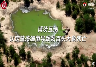 藍藻細菌導致數(shù)百頭大象死亡是怎么回事 藍藻細菌為什么導致大象死亡