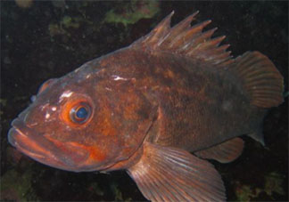 挪威進(jìn)口凍尖吻平鲉檢測(cè)呈陽性是怎么回事 進(jìn)口海產(chǎn)品還能吃嗎