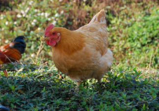 外面賣的速成雞都打過激素嗎 速成雞可以放心吃嗎