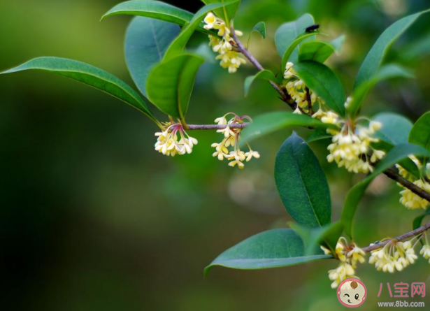 桂花很香很好聞的心情朋友圈2020 桂花香氣撲鼻發(fā)朋友圈說說2020