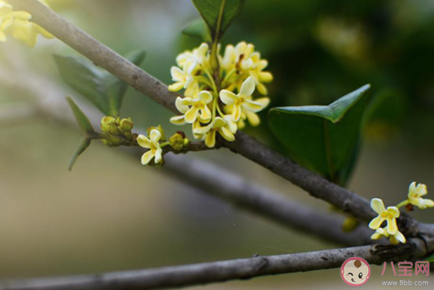 桂花很香很好聞的心情朋友圈2020 桂花香氣撲鼻發(fā)朋友圈說說2020