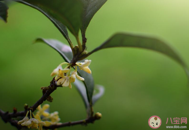桂花很香很好聞的心情朋友圈2020 桂花香氣撲鼻發(fā)朋友圈說說2020