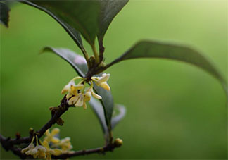 桂花很香很好聞的心情朋友圈2020 桂花香氣撲鼻發朋友圈說說2020