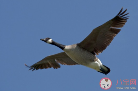 大雁飛行時為什么要排隊 最新螞蟻莊園小課堂9月27日答案 大雁飛行時為什么要排隊 最新螞蟻莊園小課堂9月27日答案