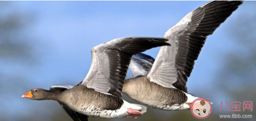 大雁飛行時為什么要排隊 最新螞蟻莊園小課堂9月27日答案 大雁飛行時為什么要排隊 最新螞蟻莊園小課堂9月27日答案