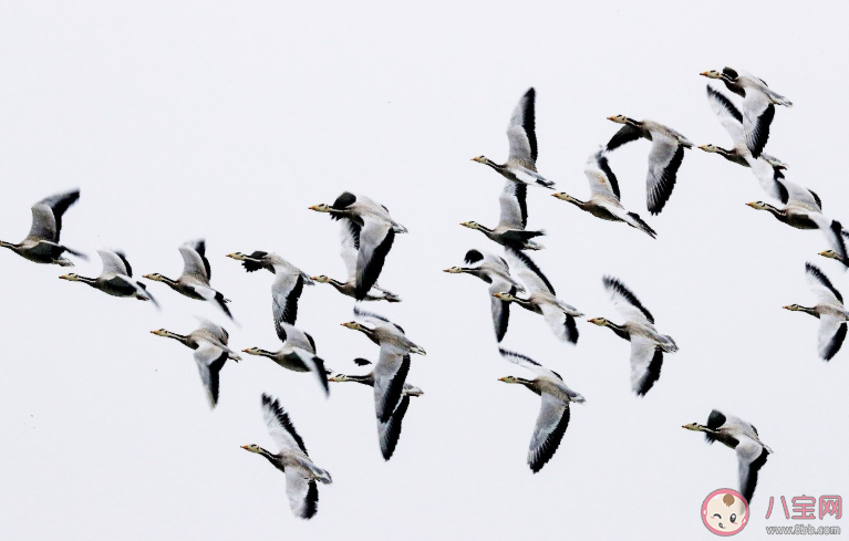 大雁飛行時排隊的原因是什么 支付寶螞蟻莊園9月27日今日答案最新 大雁飛行時排隊的原因是什么 支付寶螞蟻莊園9月27日今日答案最新