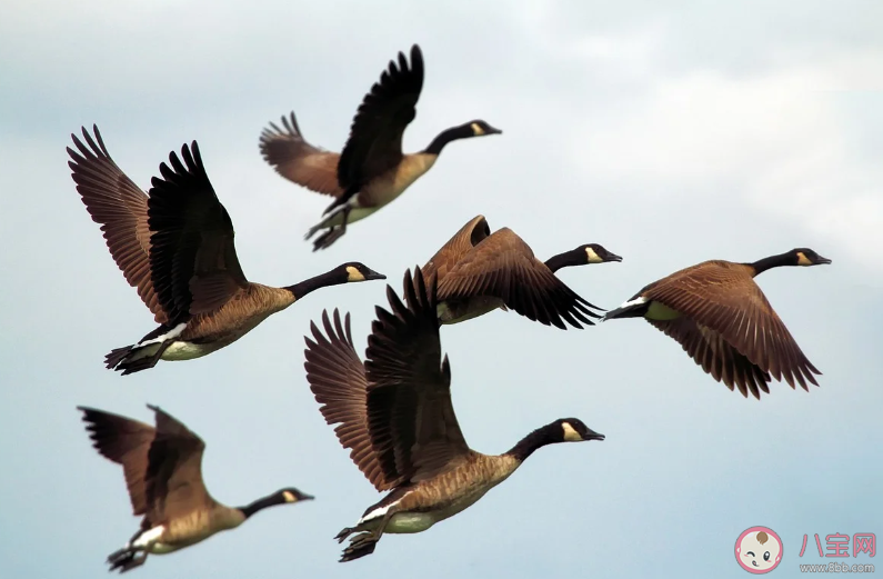 大雁飛行時排隊的原因是什么 支付寶螞蟻莊園9月27日今日答案最新 大雁飛行時排隊的原因是什么 支付寶螞蟻莊園9月27日今日答案最新