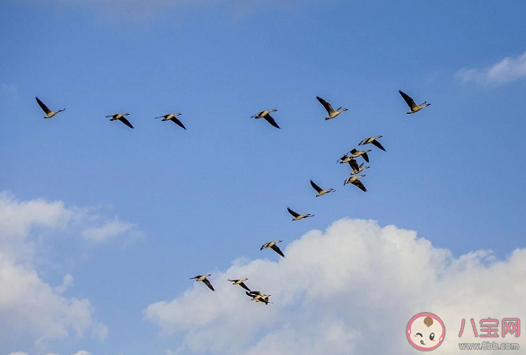 大雁遷移時為何要排隊形 支付寶螞蟻莊園答案最新9月27日更新