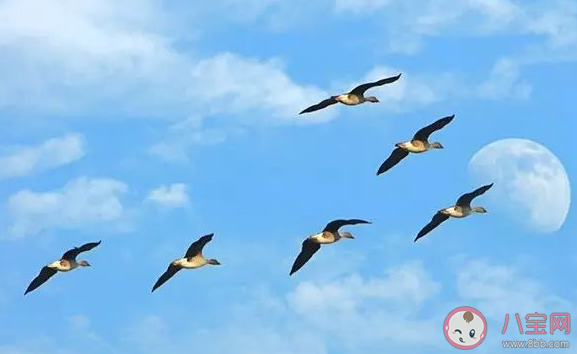 大雁遷移時為何要排隊形 支付寶螞蟻莊園答案最新9月27日更新