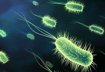 每日優鮮山藥片大腸菌群超標是真的嗎 大腸菌群超標有哪些危害