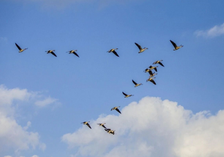 大雁遷移時為何要排隊形 支付寶螞蟻莊園答案最新9月27日更新