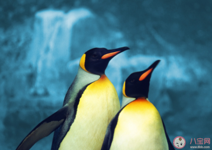企鵝們行走時為什么經常排成一列縱隊 螞蟻莊園小課堂9月28日今日答案最新