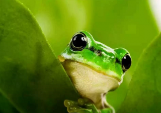 在夏天青蛙為什么會呱呱呱地叫個不停 支付寶螞蟻莊園小雞課堂9月28日最新答案