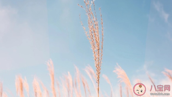 一夜長大的朋友圈文案說說大全 一夜長大的經(jīng)典語錄句子 一夜長大的朋友圈文案說說大全 一夜長大的經(jīng)典語錄句子