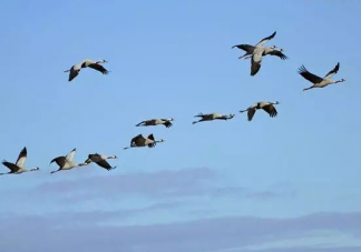 湖南藍(lán)山為候鳥(niǎo)遷徙連關(guān)3天射燈是什么原因 射燈會(huì)對(duì)候鳥(niǎo)的飛行產(chǎn)生影響嗎