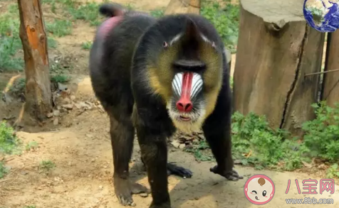 世界上最大的猴子是什么 螞蟻莊園10月1日答案