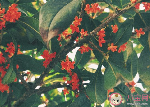 國慶節在家好無聊發朋友圈說說 國慶節沒事干感慨句子