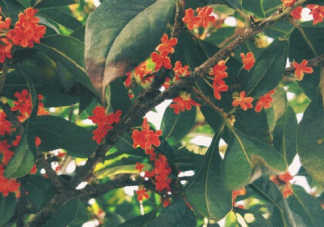 國慶節在家好無聊發朋友圈說說 國慶節沒事干感慨句子