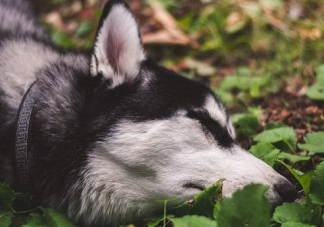 哈士奇把主人77歲奶奶氣進醫院是什么原因 怎么把哈士奇訓練聽話