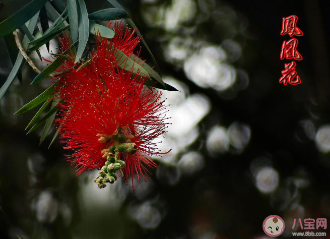 孕婦適合養(yǎng)哪些花 孕婦家里不適合養(yǎng)什么花2020