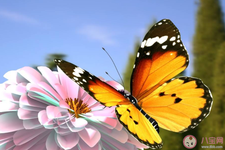 螞蟻莊園小課堂10月12日答案 蝴蝶辨別食物味道用的是哪個身體部位