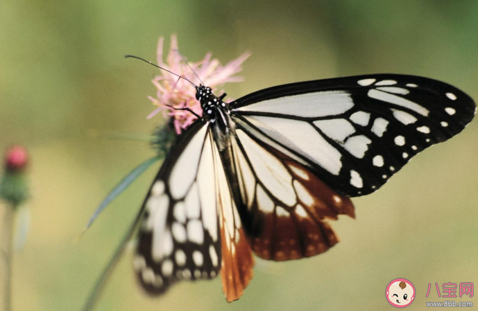 蝴蝶辨別食物味道用的是哪個身體部位 螞蟻莊園10月12每日一問答案最新 蝴蝶辨別食物味道用的是哪個身體部位 螞蟻莊園10月12每日一問答案最新