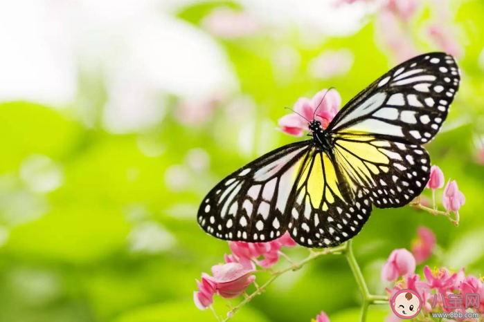 蝴蝶辨別食物味道用的是哪個身體部位 螞蟻莊園10月12每日一問答案最新 蝴蝶辨別食物味道用的是哪個身體部位 螞蟻莊園10月12每日一問答案最新