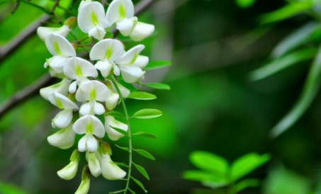 古代時彩色衣服主要靠什么來染色的 螞蟻莊園10月12日答案