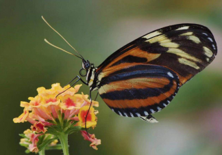  蝴蝶辨別食物味道用的是哪個(gè)身體部位 螞蟻莊園10月12每日一問答案最新