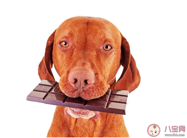 巧克力能喂給狗狗吃嗎 螞蟻莊園每日一問10月15日答案